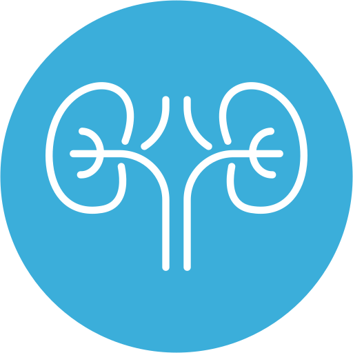 Kidney Icon